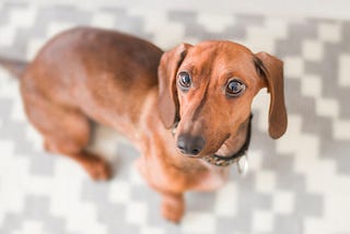 Important Factors in Caring for Dachshunds