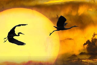 Herons flying in the sun. This image shows the freedom of the birds being in their true nature.