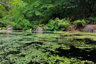 Mossy Waters