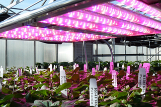Guia sobre iluminação de cultivo indoor