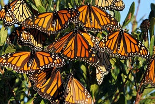 Report Monarch Sightings