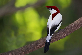 Saving One of the World’s Rarest Birds: The Araripe Manakin