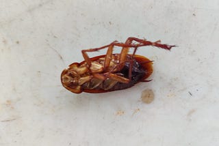 Ghost Roach!