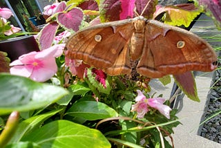 I Saved A Moth But Don’t Give Spare Change To Humans, Why Do I Care More About The Bugs I Asked?