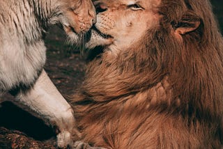 Untamed Love