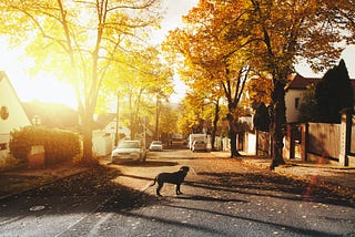 A Shaggy Dog Story About Finding the Best in People