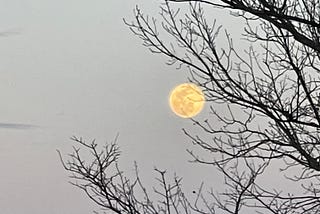 Full moon snagged in a tree branch.