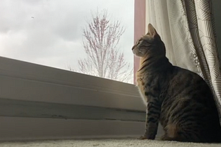 Taking the Cat Outside | Olivia