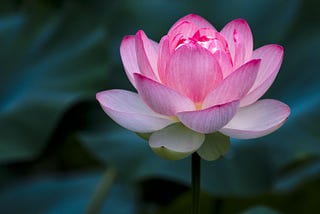 No Mud No Lotus: The art of transforming breaches through security improvement