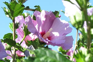 Beautiful Hibiscus flower, I captured on a walk in Alberta, Portland OR