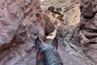 My Horse is an Essential Employee
