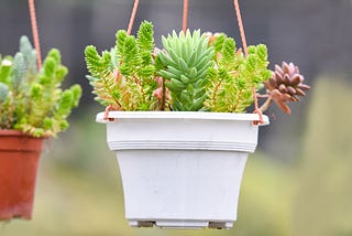 Embrace Succulents: The Ultimate Low-Maintenance Greenery