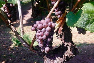 Fruit of Life