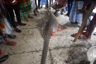 Safeguarding Bangladesh’s Sawfish from the Brink of Extinction