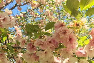 Cherry Blossoms in Berlin