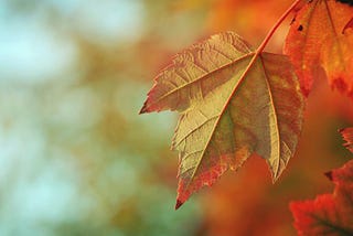 An autumn leaf changing color