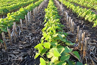 Strip-till farming focus of upcoming event