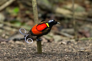 Male of the Wilson’s Bird-of-Paradise