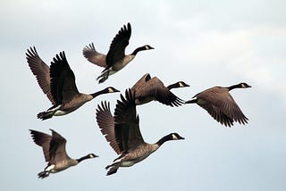 Six geese are flying in the sky.