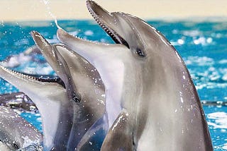 Why Dolphinarium Is So Popular In Dubai