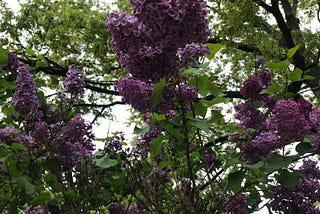 Lilac’s Reach Beyond the Garden: From Walt Whitman to Claude Monet, Lilacs Sparked the Imagination…