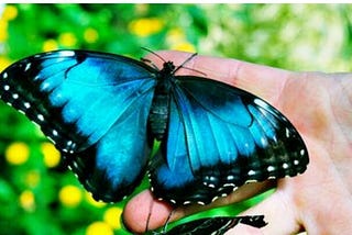 Butterfly..!!