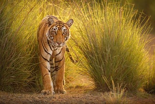 Global Tiger Day 2019: Securing the future of the iconic big cat