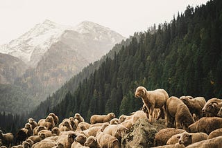 The Shepherding Movement: A Summary