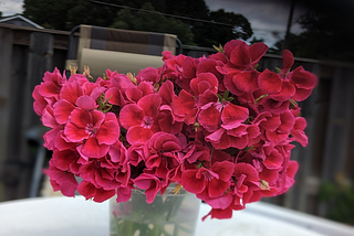 Flowers of Emogene