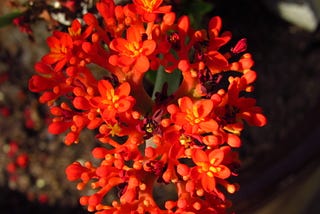 In bloom at Rawlings Conservatory 
In Baltimore, Maryland. 
By: Karin Ward