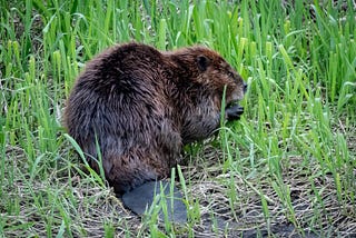 Eager beavers: WDFW and partners help Whitman County landowner mitigate wildlife impacts