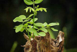The Art of Change: Patterns for Success