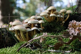Mushrooms in the forrest