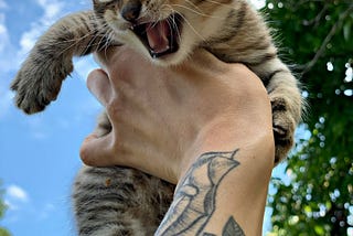 Gatos em número par, tatuagens em número ímpar