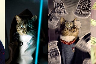 Meet Hummus — The Worlds Most Fashionable Cat