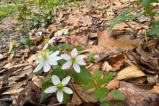 Rue anemone flower