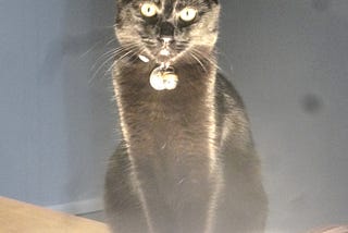 Photo of a small black cat standing in front of a light that gives it an eerie and gothic look.