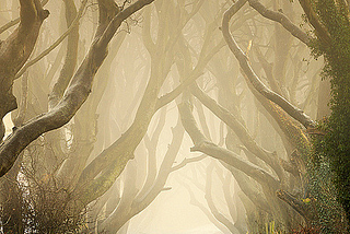 Morning mist at The Dark Hedges in Co. Antrim, Northern Ireland