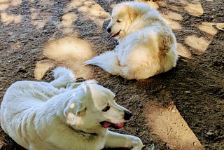 Practical Wisdom: Life Lessons from Watching Dogs at the Park