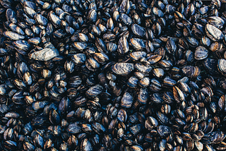 Building Mussels: Strengthening Habitat through Shellfish