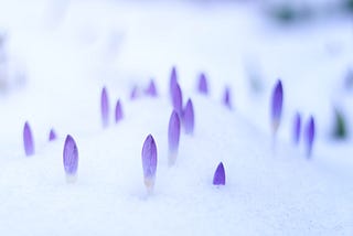 Crocus buds emerging through the snow.