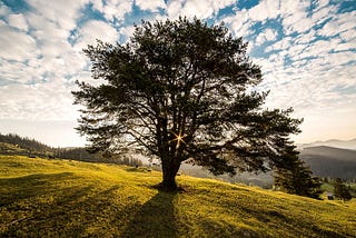 How many new Trees would it take to Offset our Carbon Emissions?