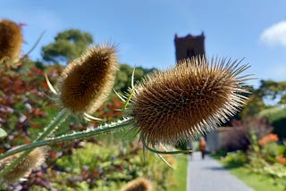 Teasel heads and footpath. Life throws spikes in your path. Keep walking. Photo: Clare O’Beara.