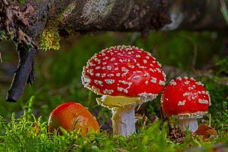 Red mushrooms with white spots against a green background