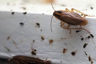 How to Terminate Cockroaches in Homes?