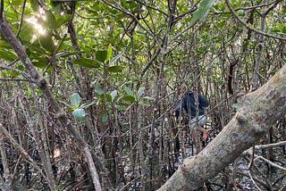 Mangrove Secrets