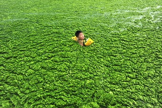 Why Don’t We Talk About Algae?