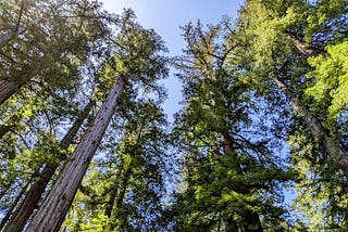 Coast Redwoods