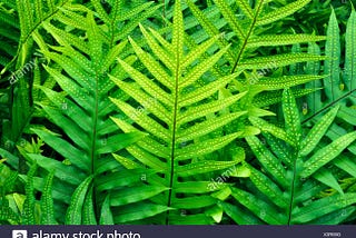Ward Fern Leaf of The Pacific