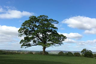 If I were a tree